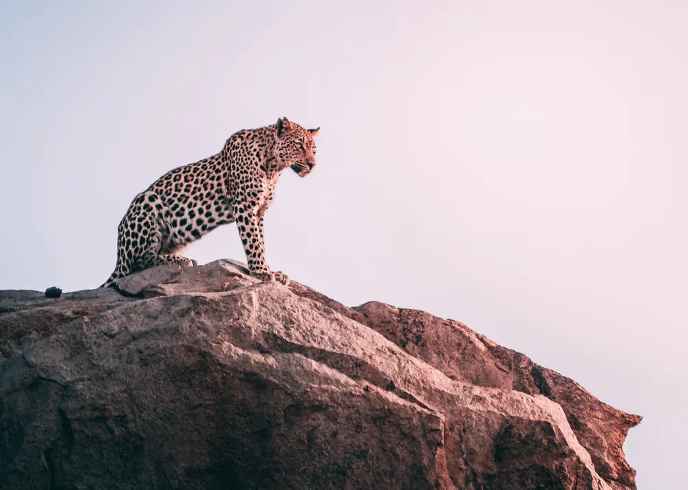 Wild Spirit